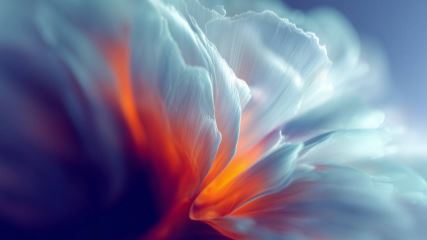 A white flower with an blue and orange light shinning through it